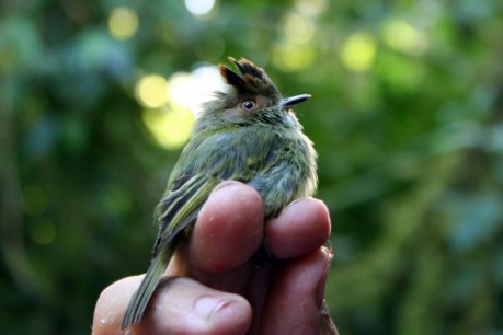Scale-crested Pygmy Tyrant