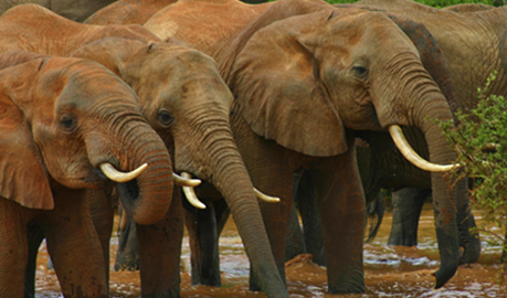 Elephants in the Kasigau Corridor