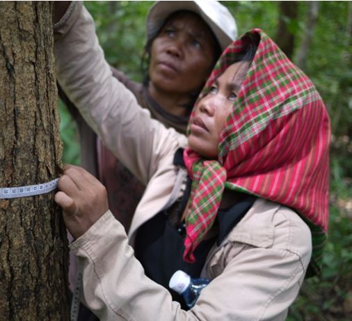 Tree measuring in the Oddar Meanchey Project.